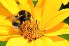 bumblebee feeding on yellow blossom