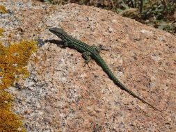Green corsican lizard on a stone