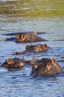 hippopotamus in the grey river