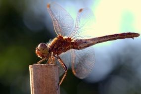 WaÅ¼ka Insect Closeup