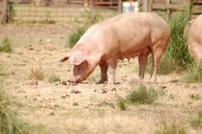 farm big fat pig