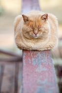 Resting kitty on a fence