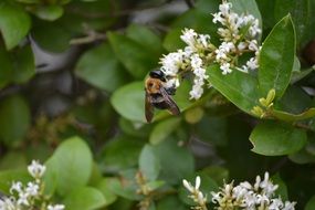 Bee Pollen in the bushes