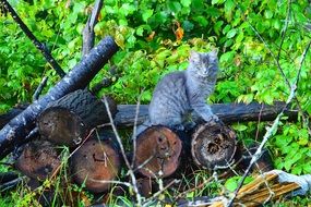 cat sitting on logs
