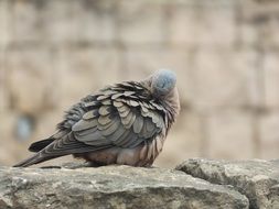 Colorful beautiful fluffy dove on a stone on the island of Tortola