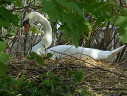 swan on the nest