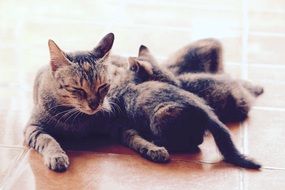 breastfeeding cat