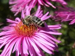 Flower Bee