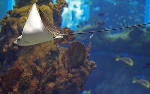 Beautiful and colorful fish in the colorful Afrykarium