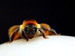 Macro photo of the insect