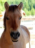 Portrait of pony