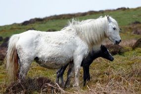 white horse and pony on the hill