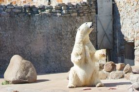 big polar bear in the reserve