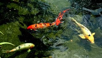 colorful ornamental fish in water