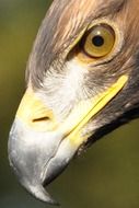 cute lovely Adler Eye