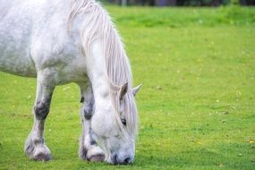 white horse eats grass