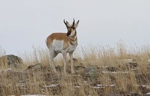 portrait of the pronghorn in nature