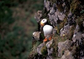 Horned Puffin Bird sitting on a rock