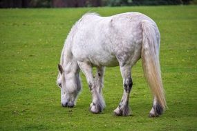 White horse eating grass in a meadow