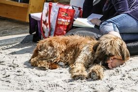 dog relax on th beach with its owners