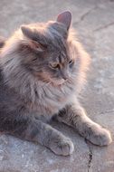 portrait of Grey fluffy cat