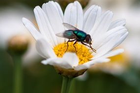 Fly on a daisy flower