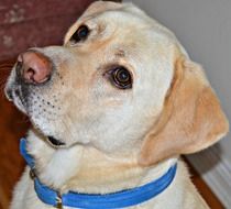 Cute yellow Labrador dog