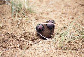 Dung Beatles Nature Beetle Dung