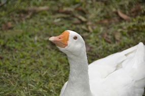 Goose in animal world