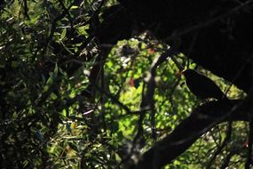 bird on a tree among the colorful foliage in light