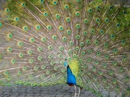 beautiful tail peacock