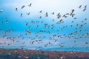 many geese in flight