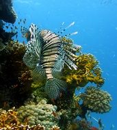 underwater world with fish and reefs in the ocean