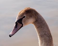 Portrait of the beautiful and cute grey swan at colorful sky background