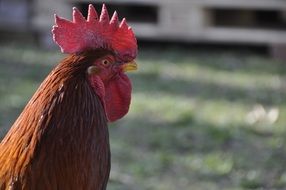 brown rooster head on blurry background