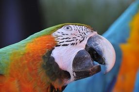 colorful Ara Parrot closeup