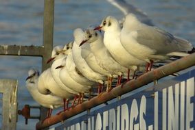 Swarm of gulls