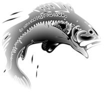 Fish Jumps from water, drawing