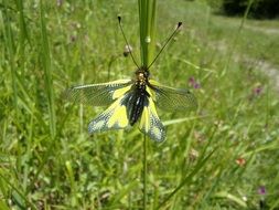 filigree yellow butterfly