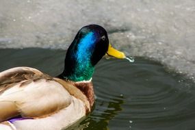 drake on the winter lake