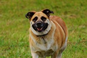 lovely Fur dog