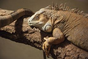 large reptile on a tree in the sun close up