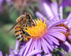 bee collects pollen on a flower