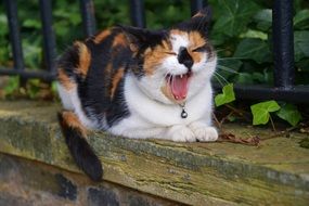 yawning tricolor cat near a black fence