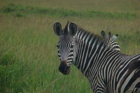 wild zebra in Tanzania