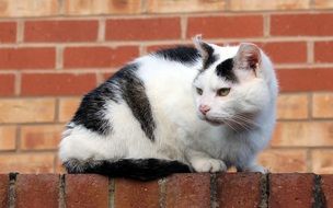 white and black Cat sits on red Brick Wall