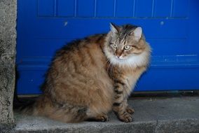 longhair cat at the blue door