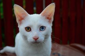 white cat with colored eyes