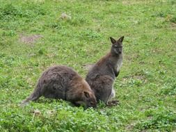 kangaroo in a green meadow in Australia