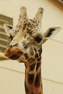 Giraffe head on a background of wall